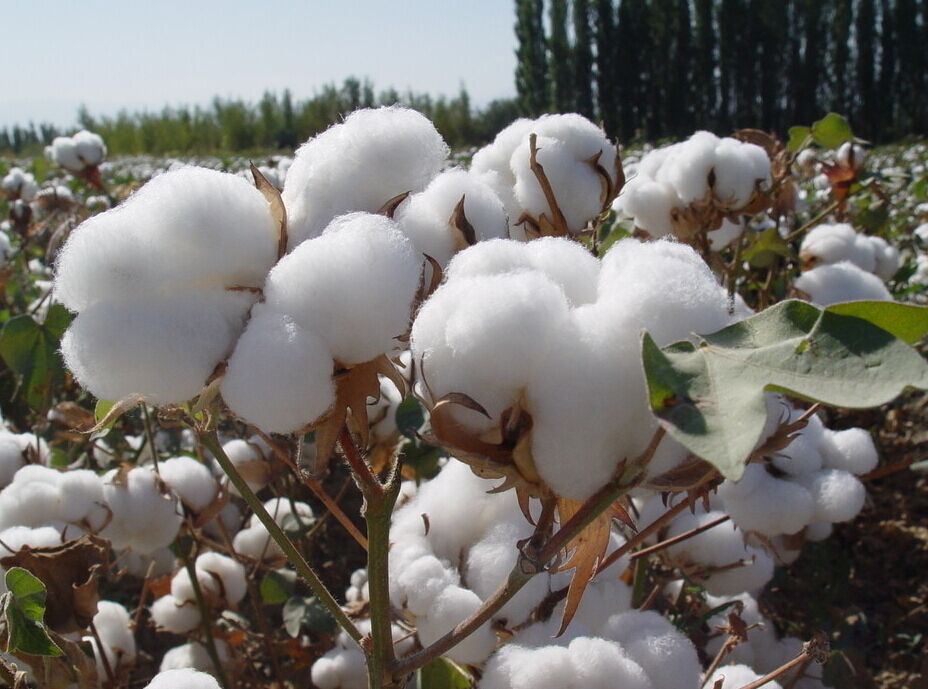 棉花